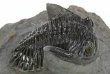 Hollardops Trilobite Fossil - Excellent Eye Facets #310243-2